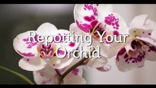 Repotting Your Orchid [upl. by Maida]