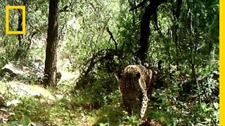 Rare Video Only Known Wild Jaguar in the US Filmed  National Geographic [upl. by Beaston]