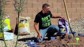 How to Plant a Tree in Arizona  15 gallon [upl. by Seymour]