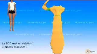 Articulation SternoCostoClaviculair 《Sternome avec les cotes 1ère cote avec la Clavicule》 [upl. by Debo129]