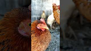 Adorable HensRooster Guineafowl ChicksDucks Unveil Their Daily Charm in their Cozy Cagequot pets [upl. by Emmye252]