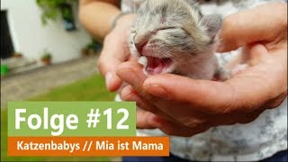 🐈 Katzenbabys 🐱 Mia ist Mama 😍 Kitten [upl. by Frangos392]