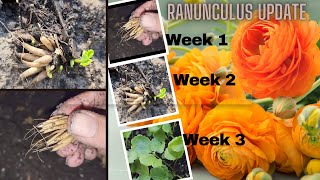 Planting Ranunculus  week 3 update🌷 Zone 9🌱Corm to plant [upl. by Ahsikym924]