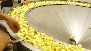 Incredible Broiler Chicken Farming  Poultry Farm Amazing Modern Chicks Poultry Farming Technology [upl. by Ydisahc]