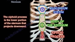 Anatomy Of The Sternum  Everything You Need To Know  Dr Nabil Ebraheim [upl. by Cortie]