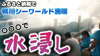 【ふるさと納税で水浸しに！？】鴨川シーワールドがすごかった！ [upl. by Godden]