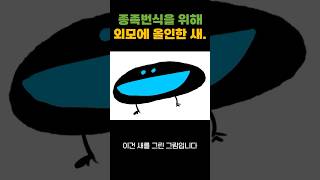 종족번식을 위해 외모에 올인한 새 어깨걸이극락조 [upl. by Jolee]