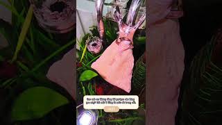 Review purigen yee khử nhanh màu lũa cám cacanh77 lọchồcá purigen aquariumfilter [upl. by Hasheem644]