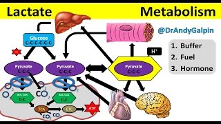 What Lactate is amp What it ACTUALLY does 5 Min Phys [upl. by Yror]