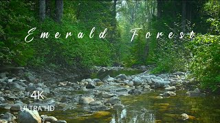 Songbirds in the Emerald Forest  4K Birdsong by a babbling Brook [upl. by Yerocaj]