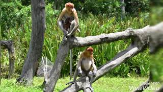 Neusapen in Borneo Maleisië [upl. by Sehcaep731]