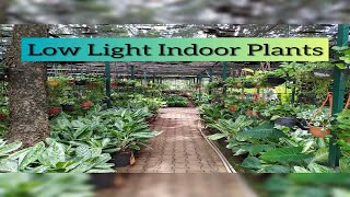 Low Light Indoor Plants  தமிழ்  Indoor Plant  Care amp Maintenance  Tamil [upl. by Paley193]