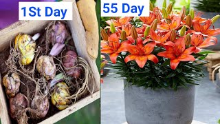 How to grow Lily Bulbs in pots at home Lilies flowers  Lily bulbs planting [upl. by Sluiter217]