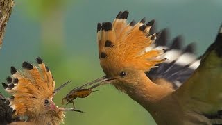 HOOPOE  Upupa epops  Bird Feeding Their Young in SLOW MOTION [upl. by Trevor]