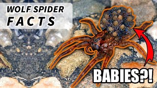 Wolf Spider Facts the size of a TARANTULA 🕷️  Animal Fact Files [upl. by Noillid]