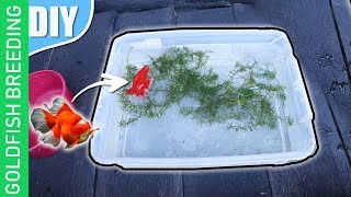 15 DIY steps How to breed goldfish  complete Step by step tutorial [upl. by Isabel]