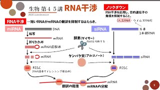 【高校生物】第45講「RNA干渉」miRNAとsiRNAによる翻訳の抑制 [upl. by Ianej]