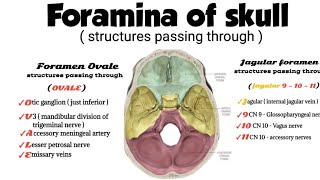 foramina of skull and structures passing through [upl. by Salamone]