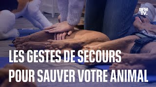 Hémorragie massage cardiaque… Voici les gestes qui sauvent pour les animaux de compagnie [upl. by Aennaej789]