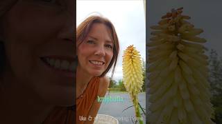 Deadhead KNIPHOFIA Red Hot Poker 🐝🔥✂️ Growing Home Gardening pruning plants [upl. by Burd]