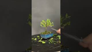 Chèvrefeuille arbustif ou Lonicera Nitida en bonsai [upl. by Adina]