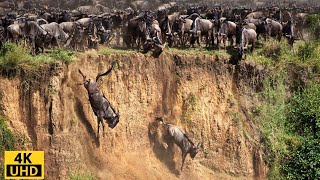 Great Migration Battle for Survival Wildebeest Crossing River Crocodile  Serengeti National Park [upl. by Anelehs]