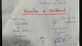 Formation and development of placenta placental circulation in hindi  2 [upl. by Saihtam808]