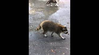 Fight raccoon vs cat [upl. by Nyrak]