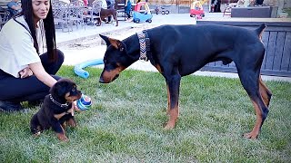 Rottweiler Puppy vs Doberman Pinscher [upl. by Aviv]