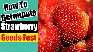 How To Germinate Strawberry Seeds Fast [upl. by Nnaassilem717]