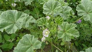 Identifying Common Mallow [upl. by Ennovart]