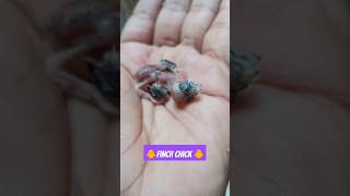 Beautiful Finch chick in the World  finch sparrow  Finch Chick born baby shorts [upl. by Kensell]