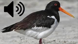 Oystercatcher sound Royalty Free [upl. by Bee564]