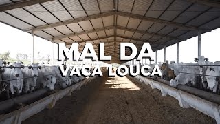 O QUE É O MAL DA VACA LOUCA [upl. by Nnelg]