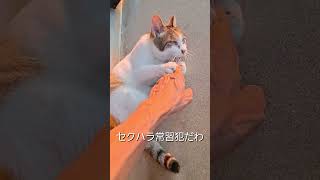 セクハラ常習犯よ…チャコ猫 ＃shorts Im a habitual sexual harasser…Chaco cat [upl. by Hsara]