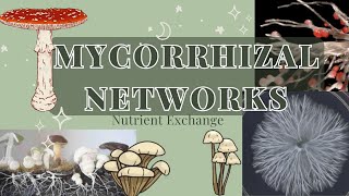 Common Mycorrhizal Networks and Nutrient Exchange [upl. by Reine]