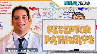 Endocrinology  Receptor Pathways [upl. by Felicia]