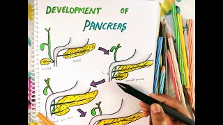 Development of Pancreas  Easy  Anatomy Development  Embryology [upl. by Pfaff]