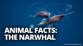 How large is a narwhal tusk And 4 other narwhal facts [upl. by Stanway]