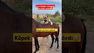 AT VE KANGAL ARKADAŞ OLALIM DERKEN BİANDA ORTALIK KARIŞTI shorts dog short [upl. by Aidam]