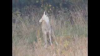 Yipping Coyote [upl. by Jegar]