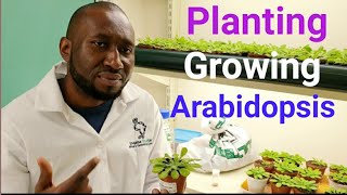 How to plant and grow Arabidopsis thaliana in the laboratory [upl. by Astra94]