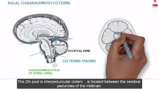 تشريح المخ subarachnoid cisterns [upl. by Kreda]