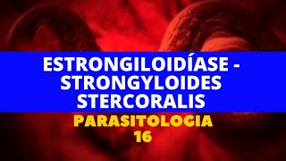 ESTRONGILOIDÍASE  STRONGYLOIDES STERCORALIS  PARASITOLOGIA 16 [upl. by Htebsle]