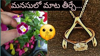 మనసులో మాట తీర్చేTorenia Torenia Wish Bone plant care and tips in తెలుగు [upl. by Denman]