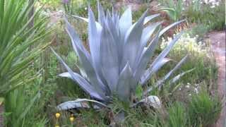 AGAVES an overview [upl. by Assirk654]