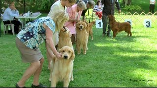 Golden Retriever Show Dog [upl. by Kulda920]