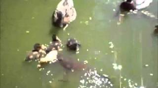 Duckling gets eaten by Catfish [upl. by Siol]