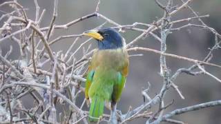 Great barbet Megalaima virens [upl. by Eednac]