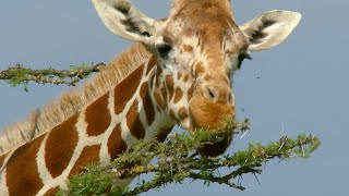 Ants Take on Giraffes  How Nature Works  BBC Earth [upl. by Terina59]